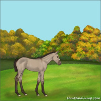 Horse Color:Liver Red Dun Varnish
