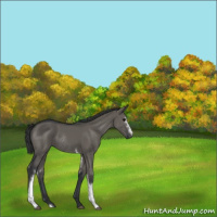 Horse Color:White Spotted Grullo Rabicano 