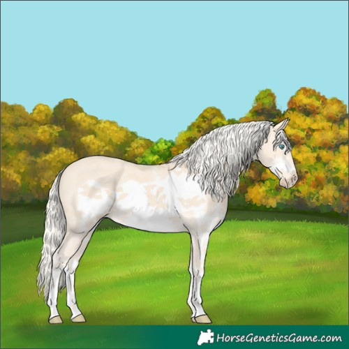 Horse Color:Cremello Sabino Frame 