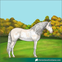 Horse Color:Cremello Sabino Frame