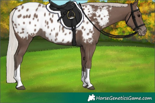 Horse Color:Silver Black Tobiano Appaloosa 