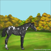 Horse Color:White Spotted Black Sabino Rabicano 
