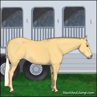 Horse Color:Palomino 