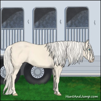 Horse Color:Cremello 