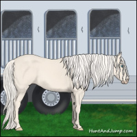 Horse Color:Cremello 