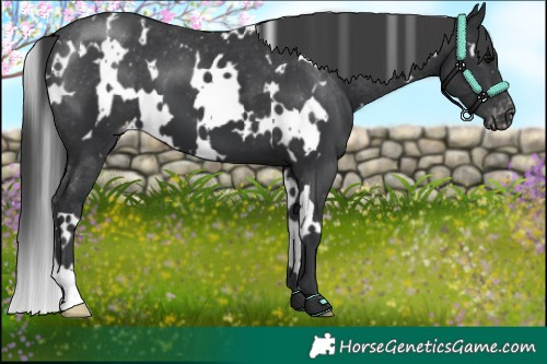 Horse Color:White Spotted Black Varnish