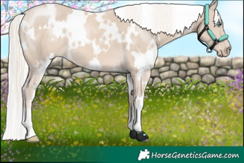 Horse Color:White Spotted Cremello