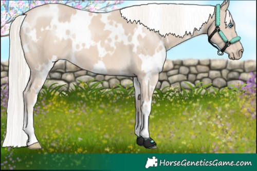 Horse Color:White Spotted Cremello 