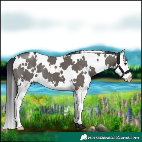 Horse Color:White Spotted Grullo Splash
