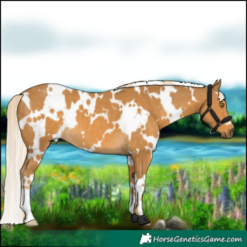 Horse Color:White Spotted Palomino