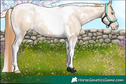 Horse Color:White Spotted Smoky Grullo Pearl Tobiano 