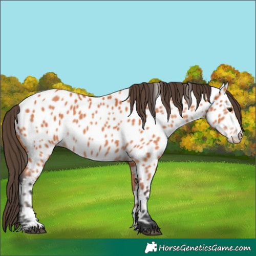 Horse Color:Bay Appaloosa 