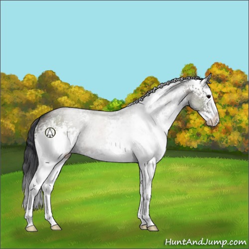 Horse Color:White Spotted Grullo Sabino Splash 