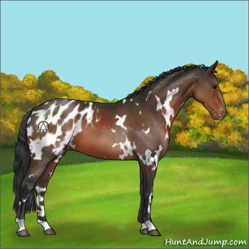 Horse Color:White Spotted Brown Appaloosa 