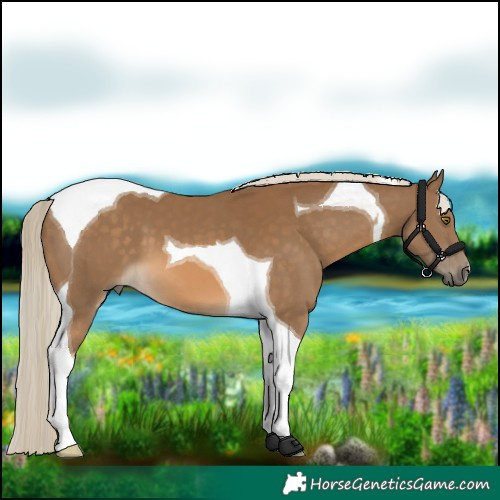 Horse Color:Chocolate Palomino Tobiano