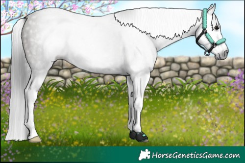 Horse Color:Gray Grullo Splash 