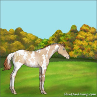 Horse Color:White Spotted Buckskin Pearl Rabicano 
