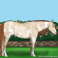 Horse Color:White Spotted Buckskin Pearl Dun Sabino Rabicano