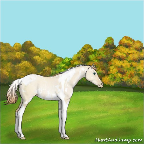 Horse Color:White Spotted Smoky Grullo Pearl Tobiano Rabicano 