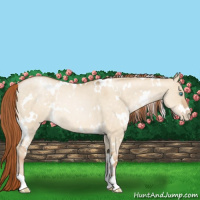 Horse Color:White Spotted Buckskin Roan Pearl Dun Rabicano