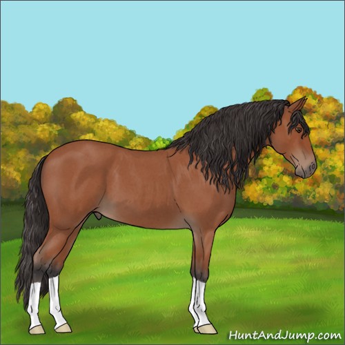 Horse Color:Bay Roan 