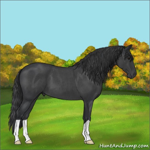 Horse Color:Blue Roan 