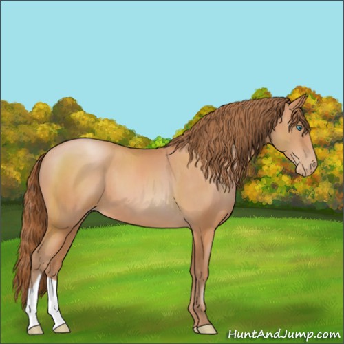 Horse Color:Bay Pearl 