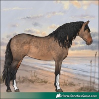 Horse Color:Bay Dun 