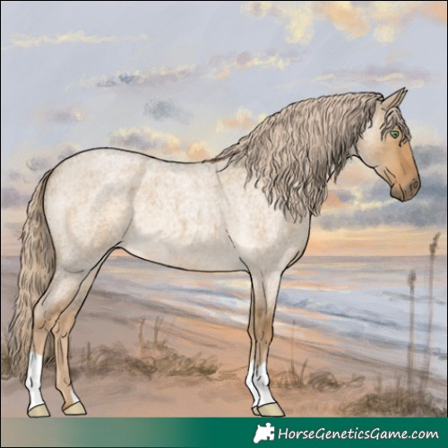 Horse Color:Chocolate Palomino Roan Dun 