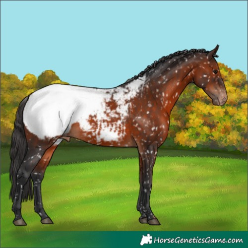Horse Color:Brown Appaloosa 
