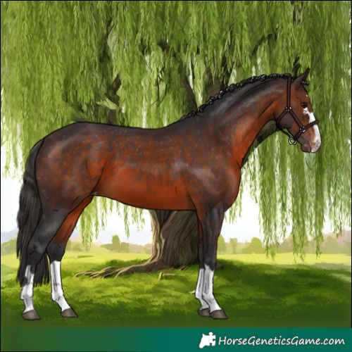 Horse Color:Brown Varnish