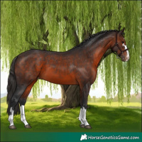 Horse Color:Brown Appaloosa 