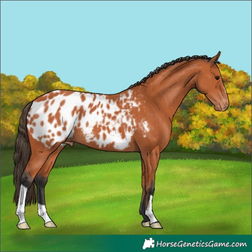 Horse Color:Bay Appaloosa 