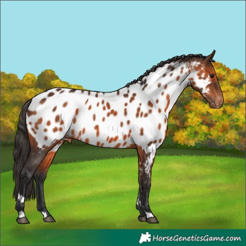 Horse Color:Brown Appaloosa 