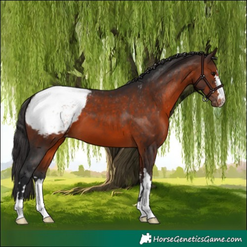 Horse Color:Brown Appaloosa 