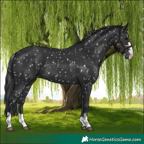 Horse Color:Black Appaloosa 