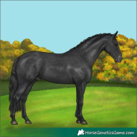 Horse Color:Black Appaloosa 