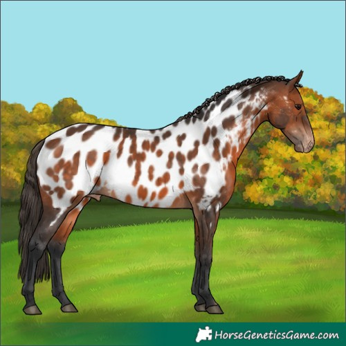 Horse Color:Bay Appaloosa 