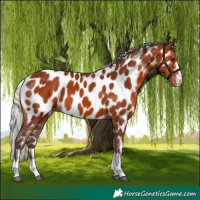 Horse Color:Silver Bay Appaloosa 