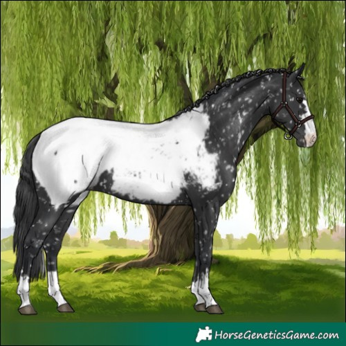 Horse Color:Black Appaloosa
