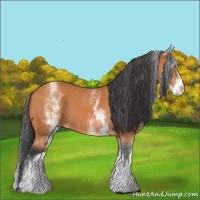 Horse Color:White Spotted Bay 
