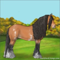 Horse Color:White Spotted Bay