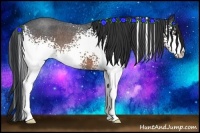 Horse Color:White Spotted Brown Roan