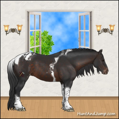 Horse Color:Brown Tobiano Appaloosa