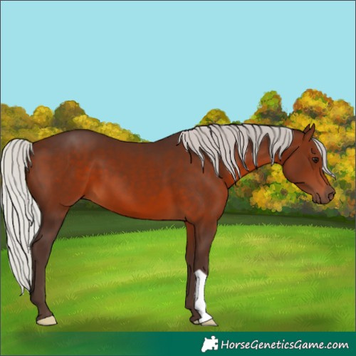 Horse Color:Silver Brown 