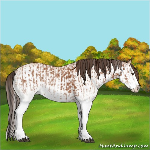 Horse Color:White Spotted Bay Splash  and White Spotted Amber Champagne Splash 