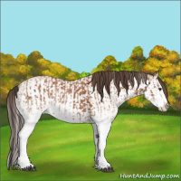Horse Color:White Spotted Bay Splash and White Spotted Amber Champagne Splash