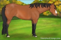 Horse Color:Bay 