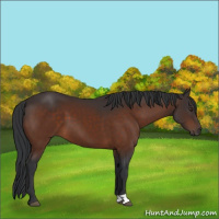 Horse Color:Brown 