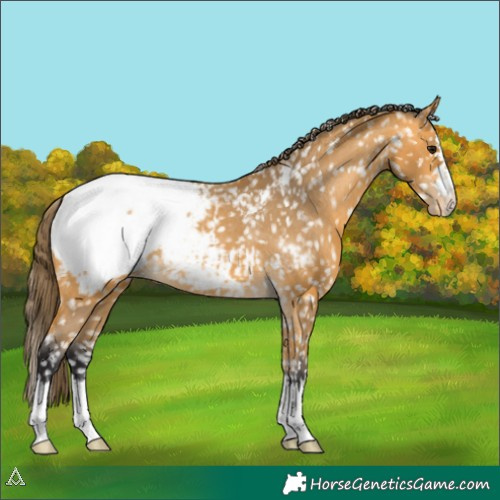 Horse Color:Buckskin Appaloosa 